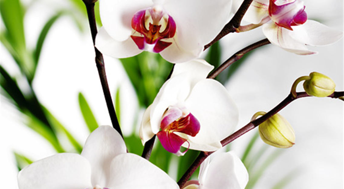 cont-orchidee-01.jpg