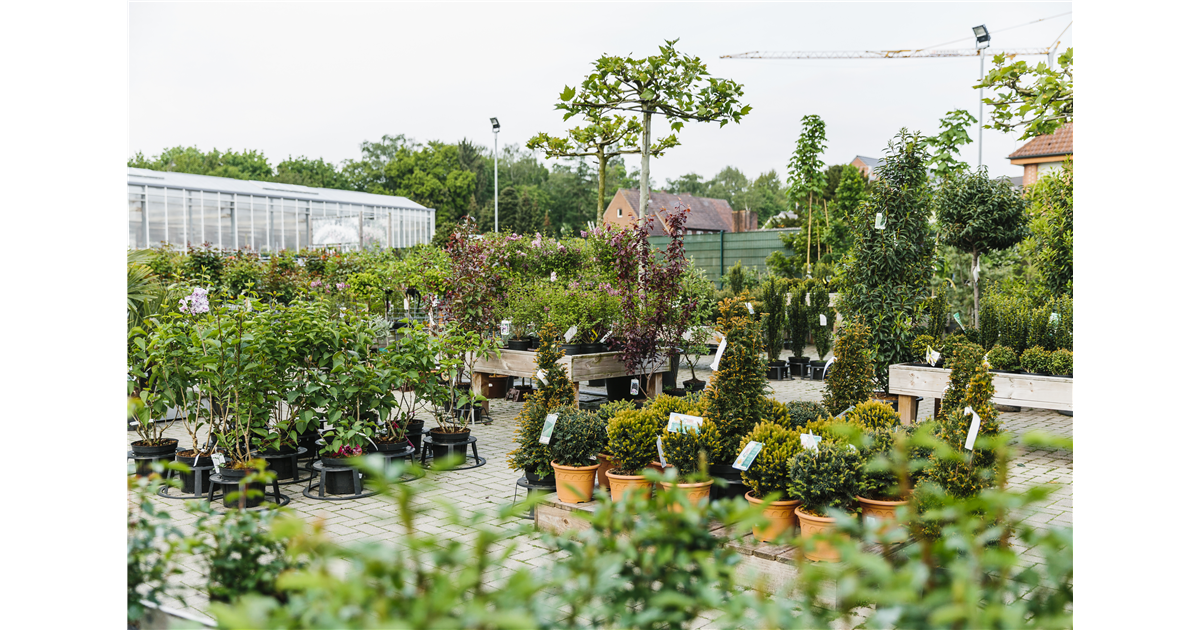 Bäume, Sträucher & Kräuter Schrieverhoff meine Blumen & Gartenwelt