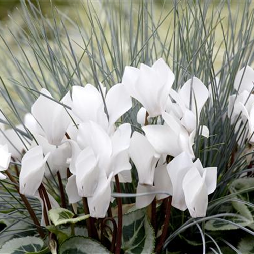 Pflanze des Monats November 2025: Alpenveilchen