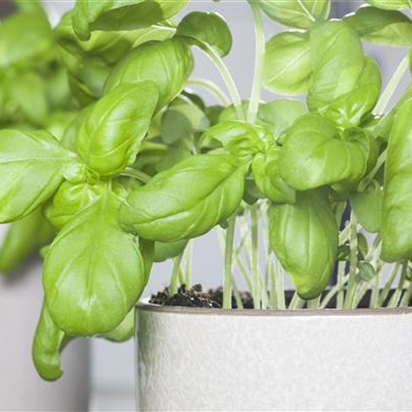Basilikum auf der Fensterbank richtig pflegen
