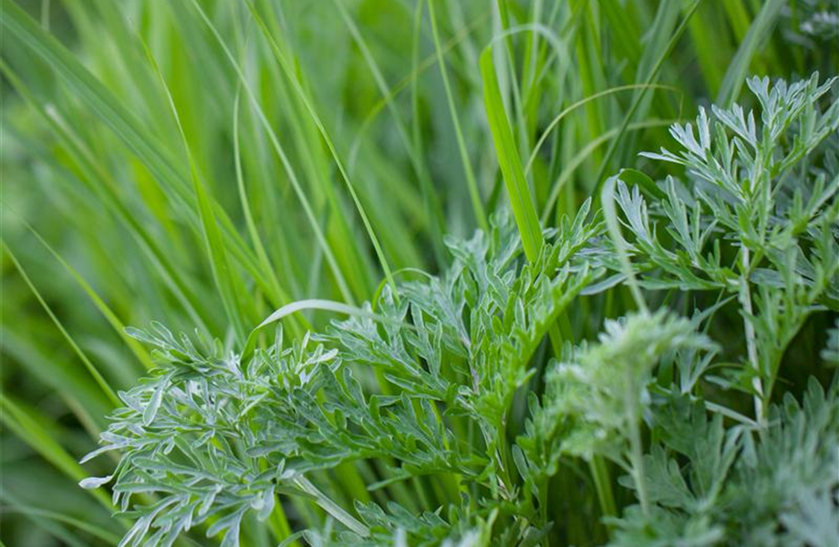 Anlegen des Kräutergartens