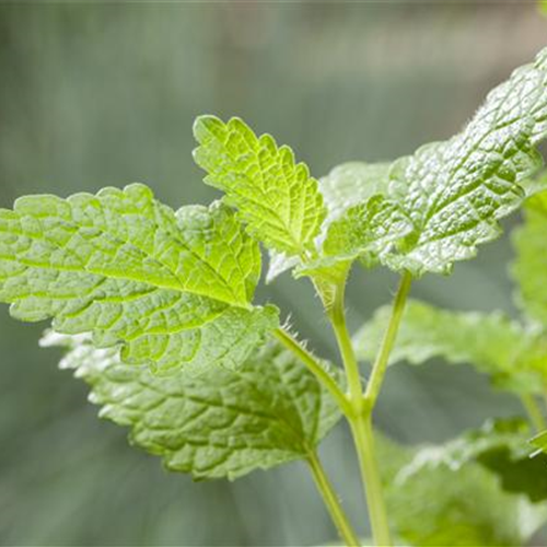 Besondere Kräuter mit Aromen