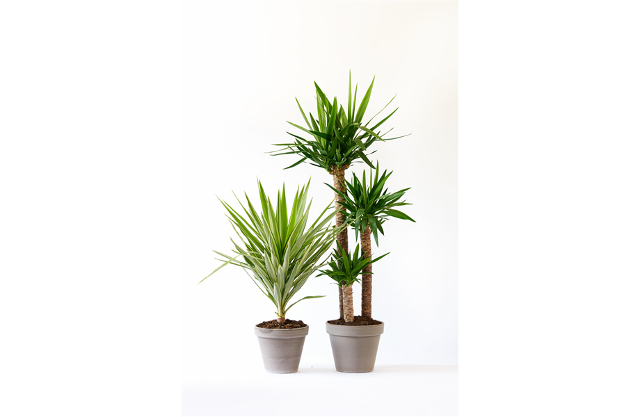 Pflanze des Monats Dezember 2026: Yucca