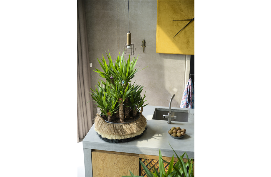 Pflanze des Monats Dezember 2026: Yucca