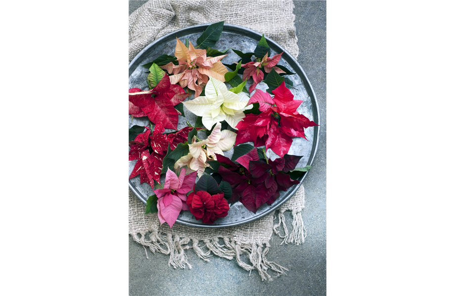 Pflanze des Monats November 2026: Poinsettie