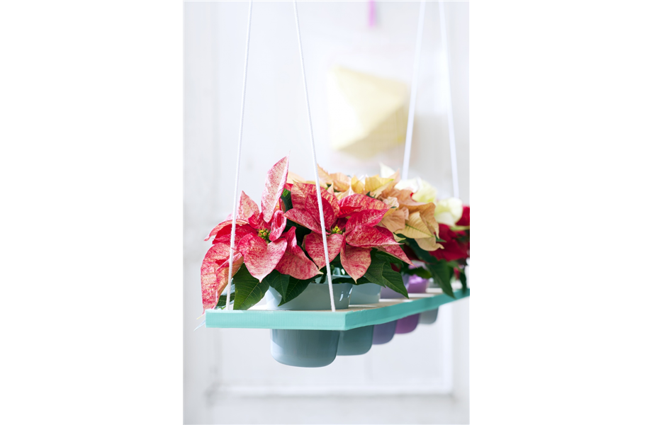 Pflanze des Monats November 2026: Poinsettie