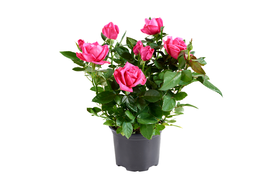 Pflanze des Monats Mai 2026: Topfrose