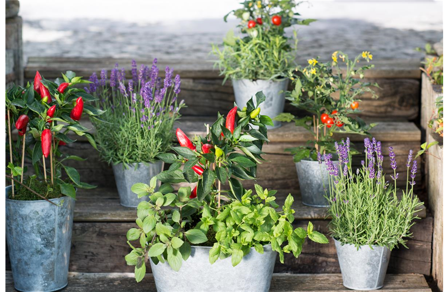 Mischkulturen: Wer passt zu wem?