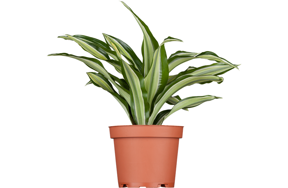 Pflanze Januar 2025: Drachenbaum Pflanze Januar 2025: Drachenbaum