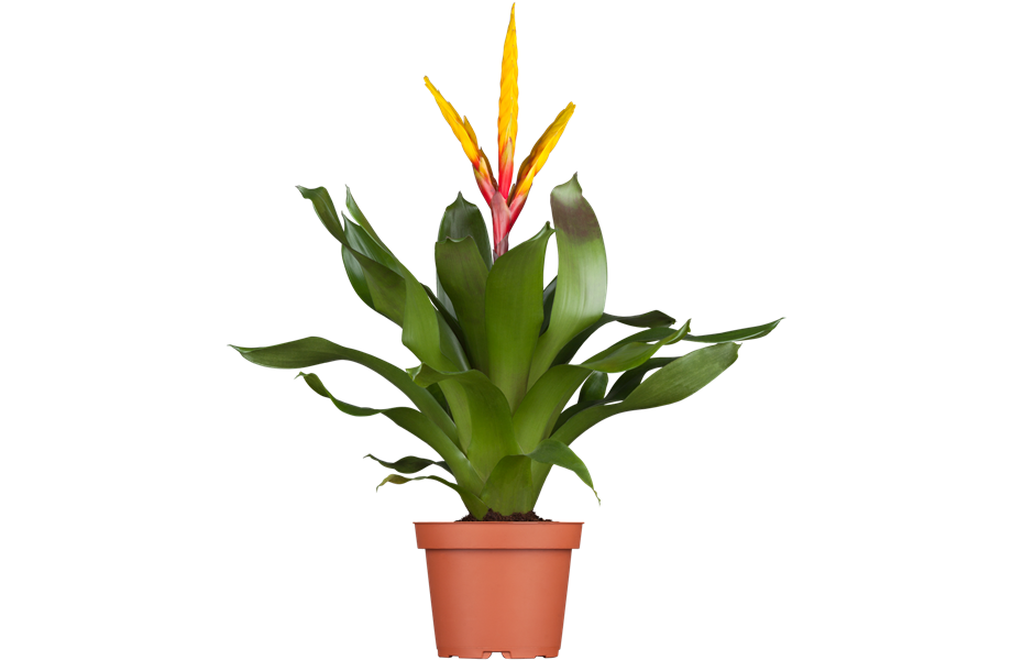 Pflanze März 2025: Bromelien Pflanze März 2025: Bromelien